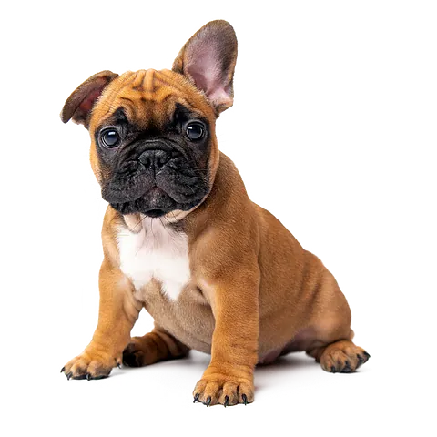 small brown puppy